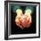 Heart Transplant-Kevin Curtis-Framed Premium Photographic Print