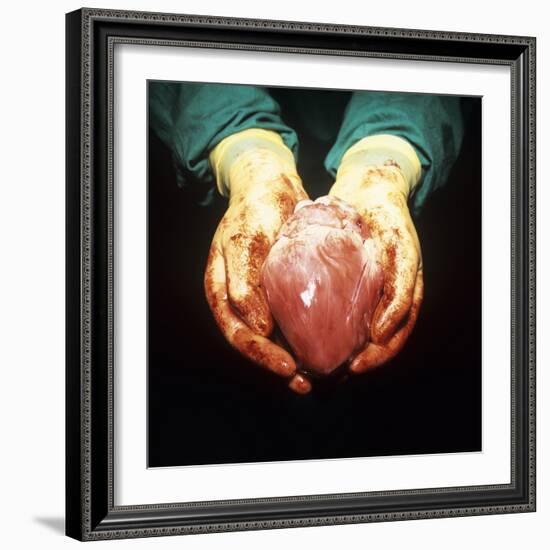 Heart Transplant-Kevin Curtis-Framed Premium Photographic Print