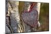 Heart, Tree, Bark, Love-Andrea Haase-Mounted Photographic Print