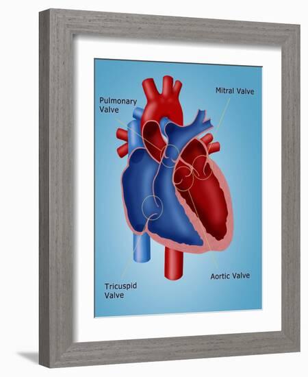 Heart Valves-Monica Schroeder-Framed Giclee Print