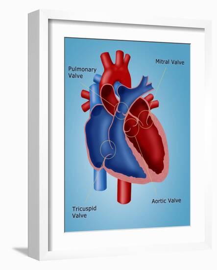 Heart Valves-Monica Schroeder-Framed Giclee Print