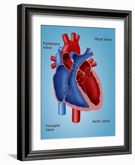 Heart Valves-Monica Schroeder-Framed Giclee Print