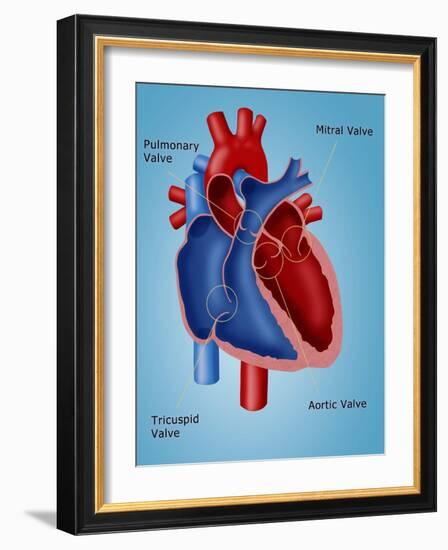 Heart Valves-Monica Schroeder-Framed Giclee Print