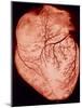 Heart with Arteries-Science Photo Library-Mounted Photographic Print