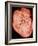 Heart with Arteries-Science Photo Library-Framed Photographic Print