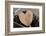 Heart, Wood, Cone, Decoration, Still Life-Andrea Haase-Framed Photographic Print