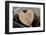 Heart, Wood, Cone, Decoration, Still Life-Andrea Haase-Framed Photographic Print
