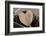 Heart, Wood, Cone, Decoration, Still Life-Andrea Haase-Framed Photographic Print