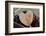 Heart, Wood, Cone, Decoration, Still Life-Andrea Haase-Framed Photographic Print