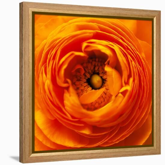 Hearts of Flowers I-Howard Ruby-Framed Premier Image Canvas