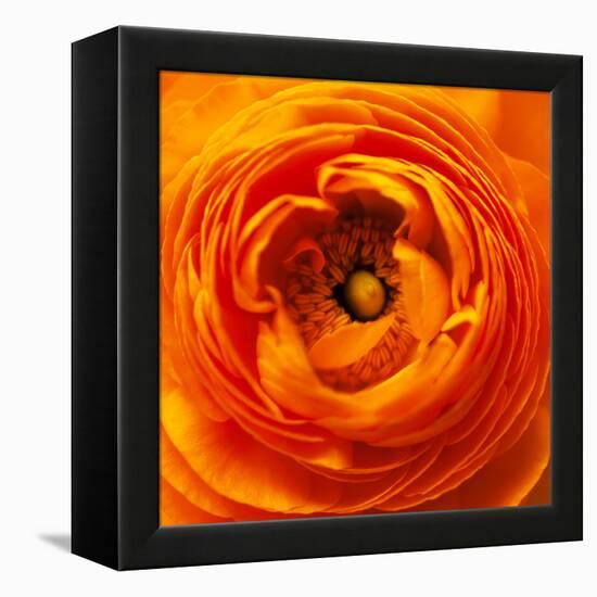 Hearts of Flowers I-Howard Ruby-Framed Premier Image Canvas