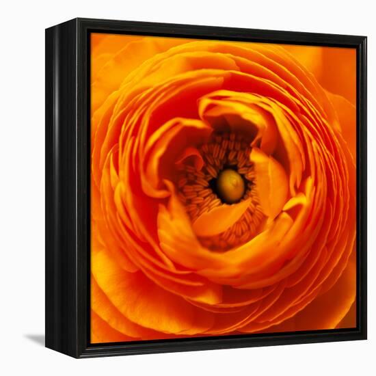 Hearts of Flowers I-Howard Ruby-Framed Premier Image Canvas