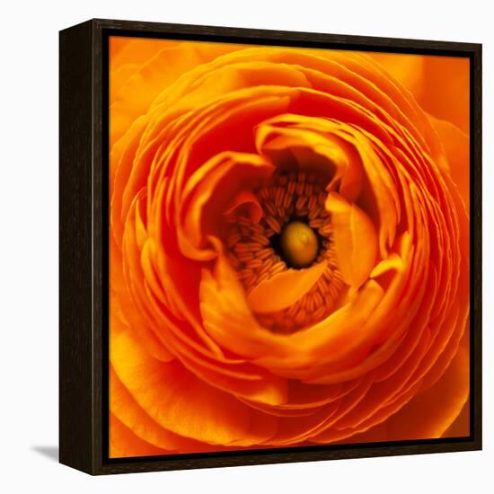 Hearts of Flowers I-Howard Ruby-Framed Premier Image Canvas