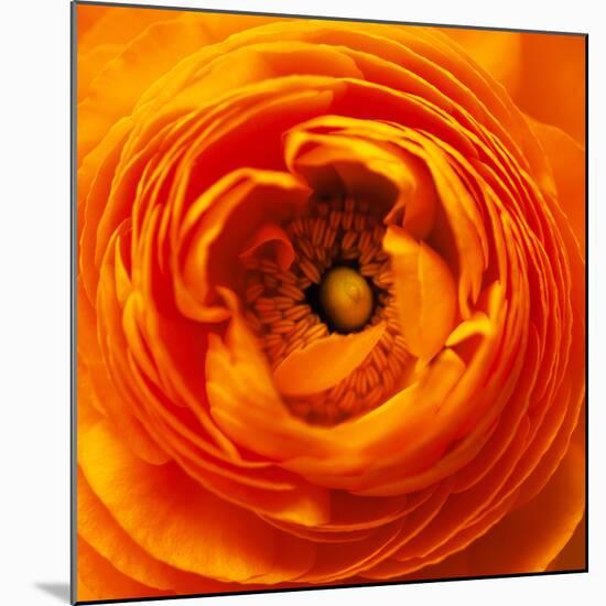 Hearts of Flowers I-Howard Ruby-Mounted Premium Photographic Print