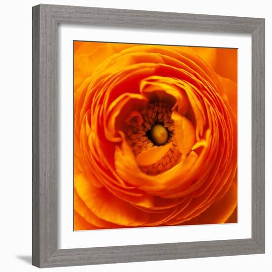 Hearts of Flowers I-Howard Ruby-Framed Photographic Print