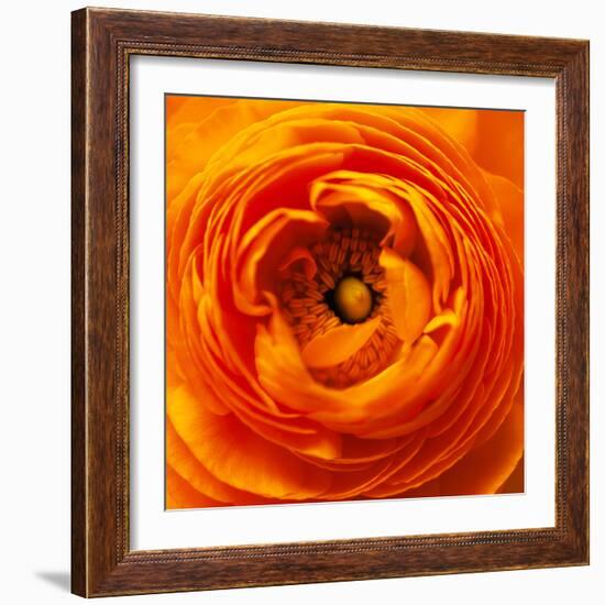 Hearts of Flowers I-Howard Ruby-Framed Photographic Print