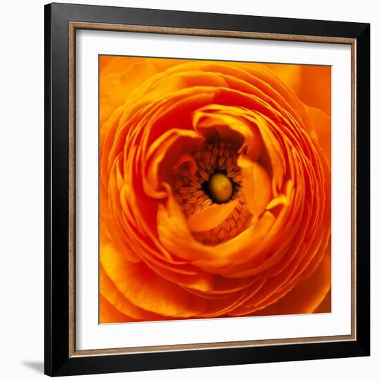 Hearts of Flowers I-Howard Ruby-Framed Photographic Print