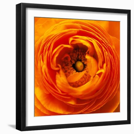 Hearts of Flowers I-Howard Ruby-Framed Photographic Print