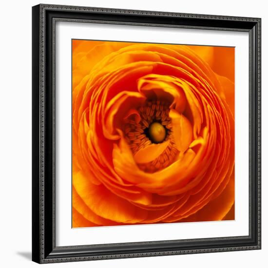 Hearts of Flowers I-Howard Ruby-Framed Photographic Print