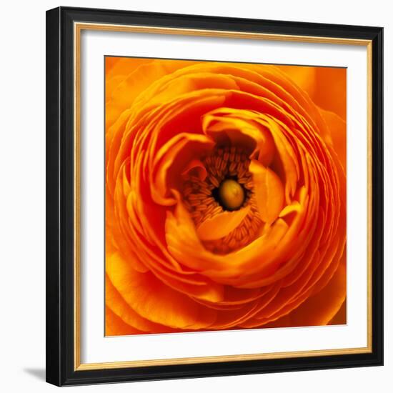 Hearts of Flowers I-Howard Ruby-Framed Photographic Print