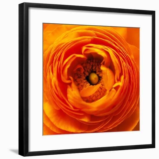 Hearts of Flowers I-Howard Ruby-Framed Photographic Print
