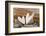 Hearts, Wood, Deko, Stilllife-Andrea Haase-Framed Photographic Print