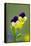 Heartsease (Viola Tricolor)-Bob Gibbons-Framed Premier Image Canvas