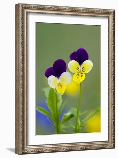 Heartsease (Viola Tricolor)-Bob Gibbons-Framed Photographic Print