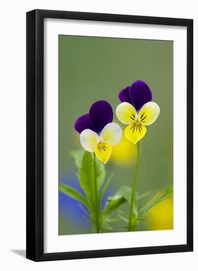 Heartsease (Viola Tricolor)-Bob Gibbons-Framed Photographic Print