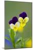Heartsease (Viola Tricolor)-Bob Gibbons-Mounted Photographic Print