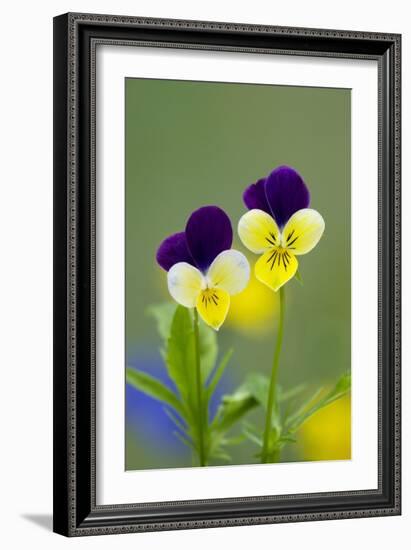 Heartsease (Viola Tricolor)-Bob Gibbons-Framed Photographic Print