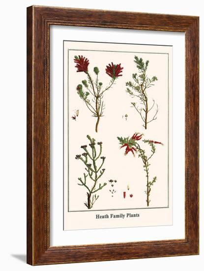 Heath Family Plants-Albertus Seba-Framed Art Print