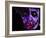 Heath Ledger 001-Rock Demarco-Framed Giclee Print