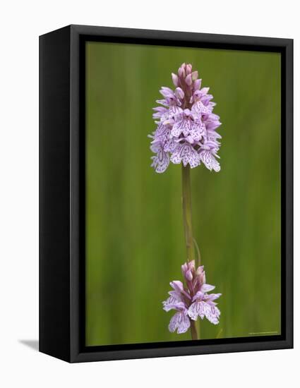 Heath Spotted Orchid (Dactylorhiza Maculata), Grasspoint, Mull, Inner Hebrides, Scotland-Steve & Ann Toon-Framed Premier Image Canvas