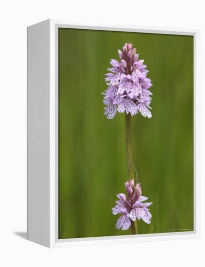 Heath Spotted Orchid (Dactylorhiza Maculata), Grasspoint, Mull, Inner Hebrides, Scotland-Steve & Ann Toon-Framed Premier Image Canvas