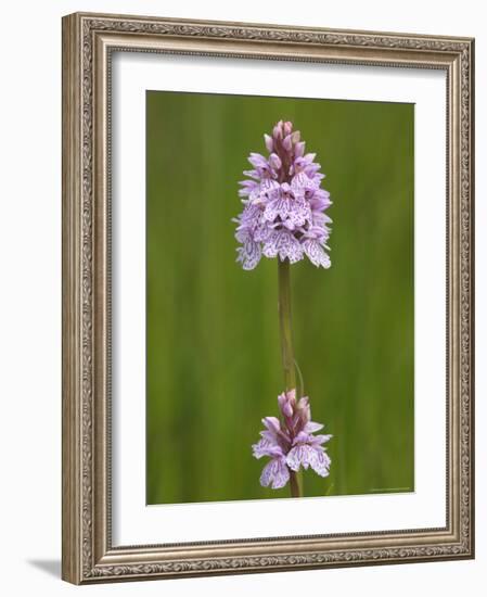 Heath Spotted Orchid (Dactylorhiza Maculata), Grasspoint, Mull, Inner Hebrides, Scotland-Steve & Ann Toon-Framed Photographic Print