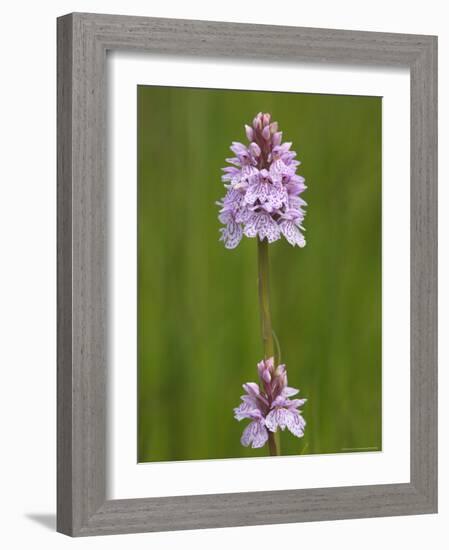 Heath Spotted Orchid (Dactylorhiza Maculata), Grasspoint, Mull, Inner Hebrides, Scotland-Steve & Ann Toon-Framed Photographic Print