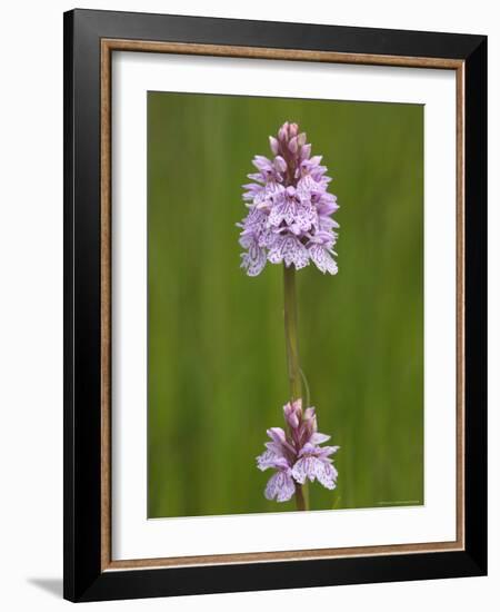 Heath Spotted Orchid (Dactylorhiza Maculata), Grasspoint, Mull, Inner Hebrides, Scotland-Steve & Ann Toon-Framed Photographic Print