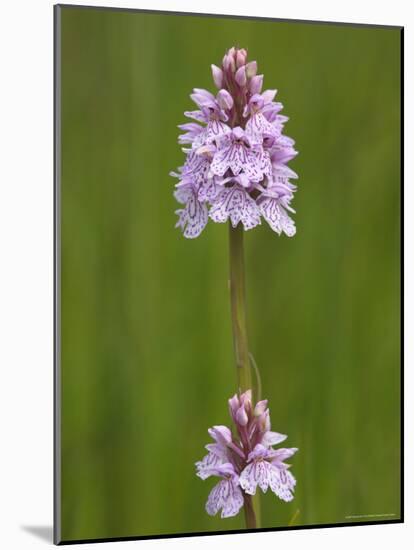 Heath Spotted Orchid (Dactylorhiza Maculata), Grasspoint, Mull, Inner Hebrides, Scotland-Steve & Ann Toon-Mounted Photographic Print