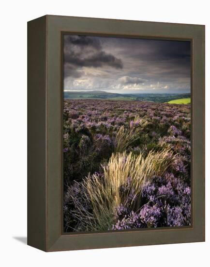 Heather and Moorland View, Near Birch Tor, Dartmoor Np, Devon, UK, August 2008-Ross Hoddinott-Framed Premier Image Canvas