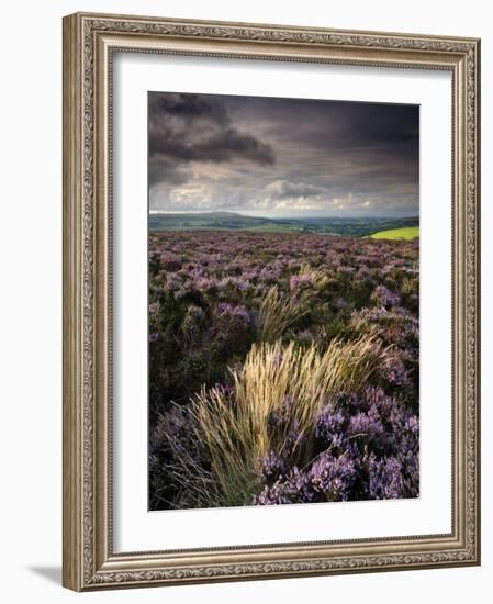 Heather and Moorland View, Near Birch Tor, Dartmoor Np, Devon, UK, August 2008-Ross Hoddinott-Framed Photographic Print