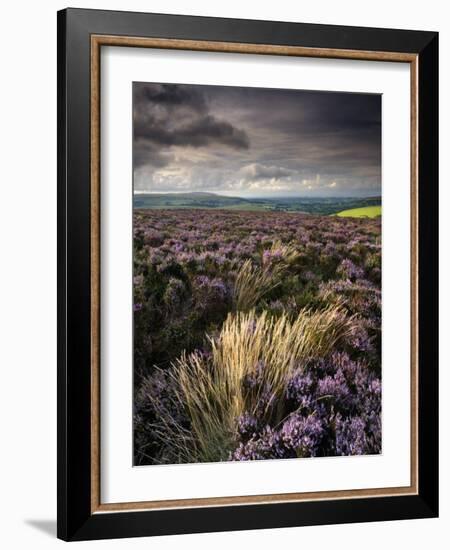 Heather and Moorland View, Near Birch Tor, Dartmoor Np, Devon, UK, August 2008-Ross Hoddinott-Framed Photographic Print