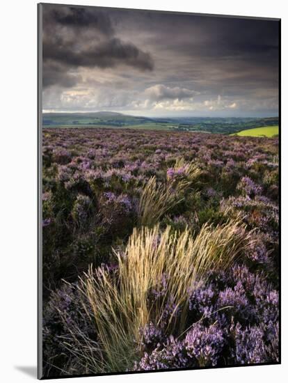 Heather and Moorland View, Near Birch Tor, Dartmoor Np, Devon, UK, August 2008-Ross Hoddinott-Mounted Photographic Print