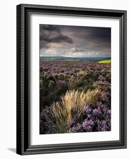 Heather and Moorland View, Near Birch Tor, Dartmoor Np, Devon, UK, August 2008-Ross Hoddinott-Framed Photographic Print