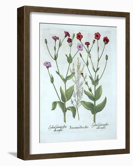 Heather and Two Kinds of Lychnis, from 'Hortus Eystettensis', by Basil Besler (1561-1629), Pub. 161-German School-Framed Giclee Print