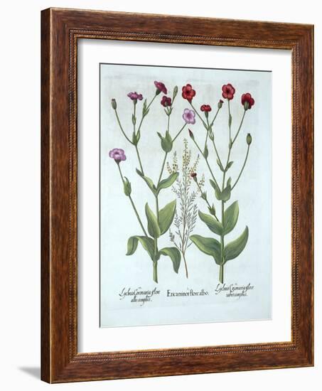 Heather and Two Kinds of Lychnis, from 'Hortus Eystettensis', by Basil Besler (1561-1629), Pub. 161-German School-Framed Giclee Print