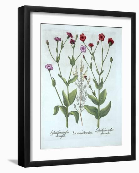 Heather and Two Kinds of Lychnis, from 'Hortus Eystettensis', by Basil Besler (1561-1629), Pub. 161-German School-Framed Giclee Print
