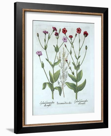 Heather and Two Kinds of Lychnis, from 'Hortus Eystettensis', by Basil Besler (1561-1629), Pub. 161-German School-Framed Giclee Print