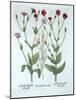 Heather and Two Kinds of Lychnis, from 'Hortus Eystettensis', by Basil Besler (1561-1629), Pub. 161-German School-Mounted Giclee Print