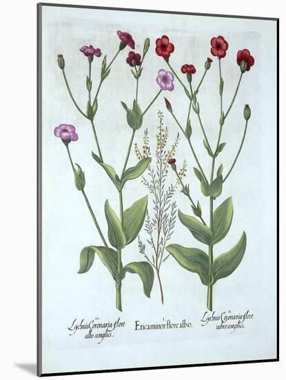 Heather and Two Kinds of Lychnis, from 'Hortus Eystettensis', by Basil Besler (1561-1629), Pub. 161-German School-Mounted Giclee Print